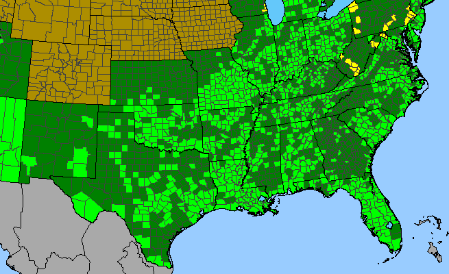 The range of Samolus parviflorus